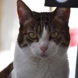 Picture of cat lost at Bry Sur Marne