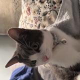 Picture of cat found at Montpellier