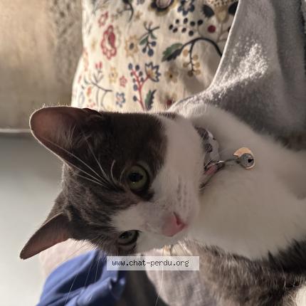 Photo 1/1 Found cat Found in Montpellier