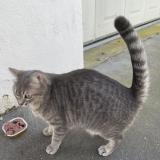 Picture of cat found at Tours