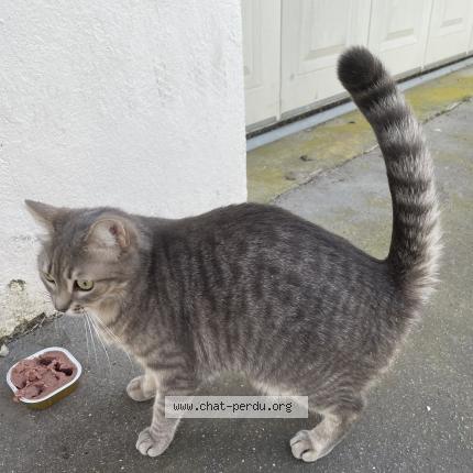 Photo 1/1 Found cat Found in Tours