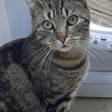 Picture of cat lost at Nantes