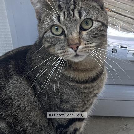 Photo 1/1 Yuzu Chat lost in Nantes