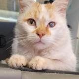 Picture of cat lost at Bruay La Buissiere