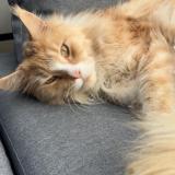 Picture of cat lost at Les Cheres