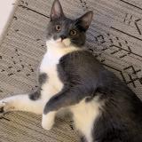 Picture of cat lost at La Balme De Sillingy