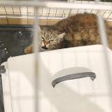 Picture of cat found at Montpellier