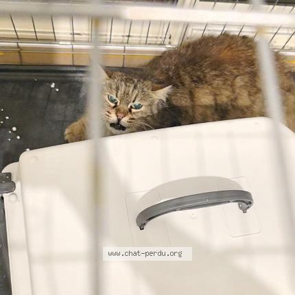 Photo 1/1 Found cat Found in Montpellier