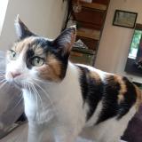 Picture of cat lost at Nimes