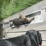 Picture of cat lost at Saint Berthevin