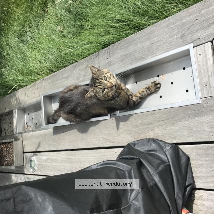 Photo 1/1 Nelo Chat lost in Saint berthevin