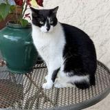 Picture of cat lost at Pessac