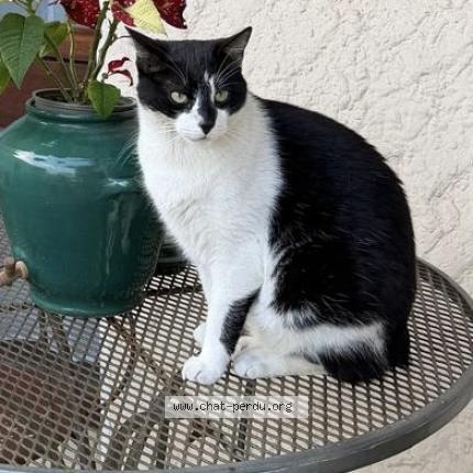 Photo 1/1 Maho Chat lost in Pessac