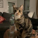 Picture of cat lost at Guichen