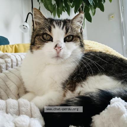 Photo 1/1 Vanish Chat lost in Gujan mestras