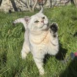 Picture of cat lost at Rhode Saint Enese