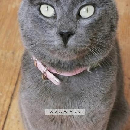 Photo 1/4 Grisou Chat lost in Rhode saint enese