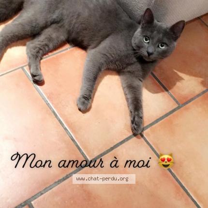 Photo 2/4 Grisou Chat lost in Rhode saint enese