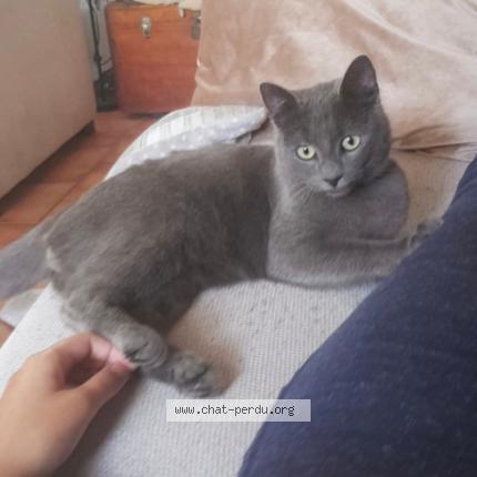 Photo 3/4 Grisou Chat lost in Rhode saint enese