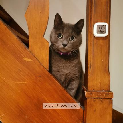 Photo 4/4 Grisou Chat lost in Rhode saint enese