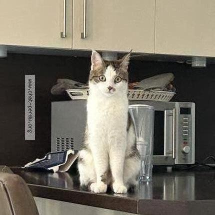 Photo 1/1 Cl&eacute;o Chat lost in Vesenaz