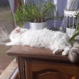 Picture of cat lost at Saint Macaire Du Bois