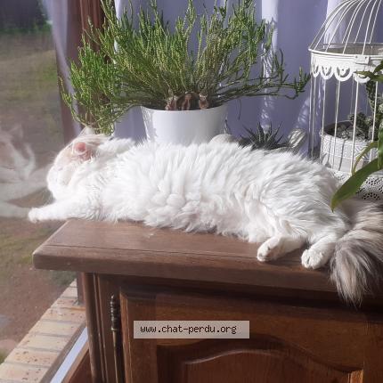 Photo 1/1 Choupette Chat lost in Saint macaire du bois