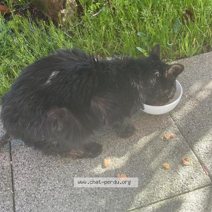 Photo 1/1 Found cat Found in Douai