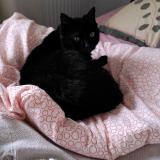 Picture of cat lost at Chateau Salins