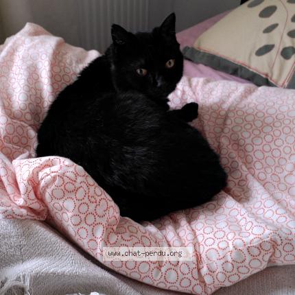 Photo 1/1 Gigi Chat lost in Chateau salins