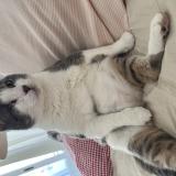 Picture of cat lost at Verchere Faverges Seytenex