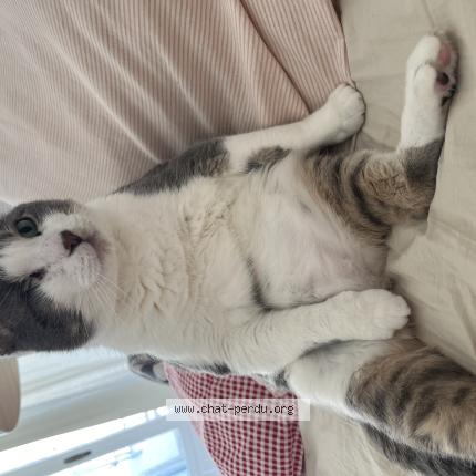 Photo 1/1 TOM Chat lost in Verchere faverges seytenex