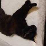 Picture of cat found at Villeneuve D Ascq