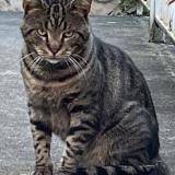 Picture of cat lost at Saint Maur Des Fosses