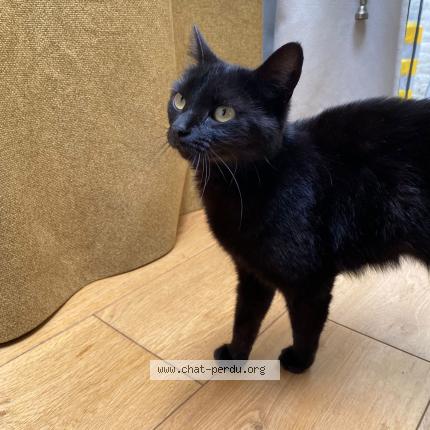 Photo 1/1 Oshi Chat lost in Liege