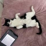 Picture of cat lost at Gennevilliers