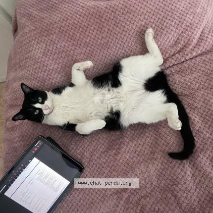 Photo 1/1 Domino ou aussi Minette Chat lost in Gennevilliers