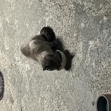 Picture of cat found at Courbevoie