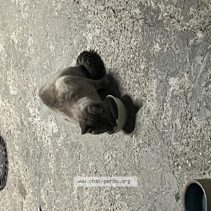 Photo 1/1 Found cat Found in Courbevoie