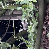 Picture of cat found at Nancy