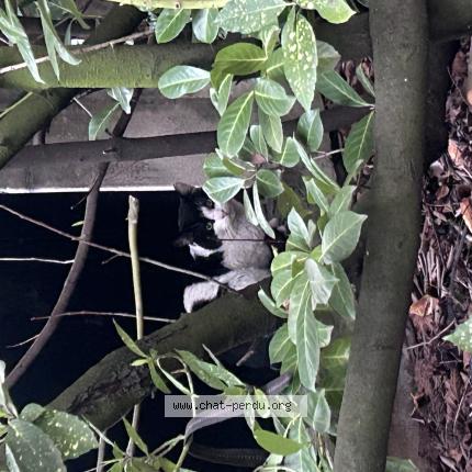 Photo 1/1 Found cat Found in Nancy