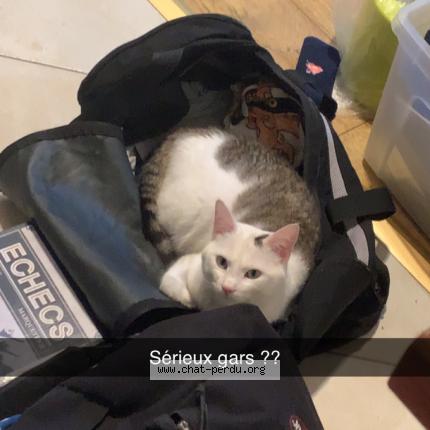 Photo 1/1 Ez Chat lost in Lury sur arnon