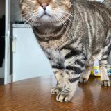 Picture of cat lost at Chateaugay