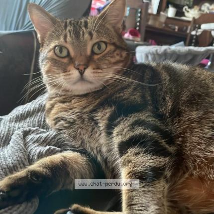 Photo 1/1 Sylvestre Chat lost in Chateaugay