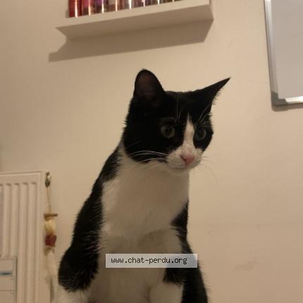 Photo 1/1 Domino Chat lost in Gennevilliers