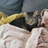 Picture of cat lost at Talence