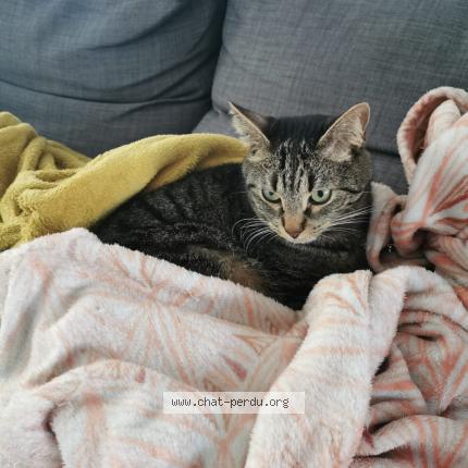 Photo 1/1 Rom&eacute;o Chat lost in Talence