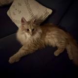 Picture of cat lost at Veyziat