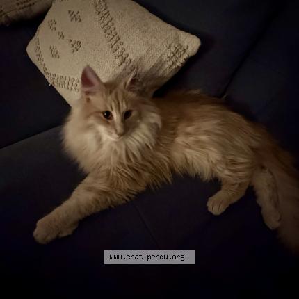 Photo 1/1 Amos Chat lost in Veyziat