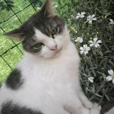 Picture of cat lost at Maroeuil